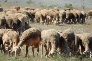 Visite de la ferme des Grailhes
