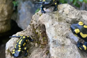 Animaux et rituels magiques au Conquil