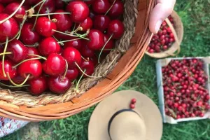 Fête de la cerise