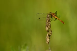Balade naturaliste : "Vie et couleurs au bord de l’eau"