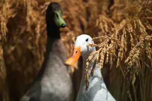 Marché gourmand en musique