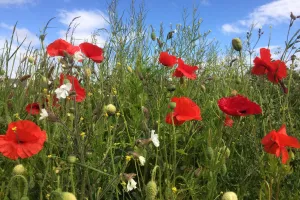 Animation Diversité floristique du Grand Guéret