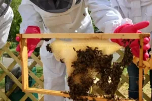 Découverte de l'apiculture autour de Toulouse