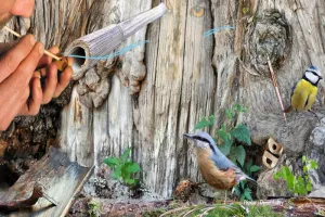 Atelier - La voix de l'oiseau