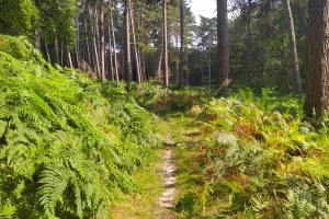Randonnée bivouac en forêt d'Halatte