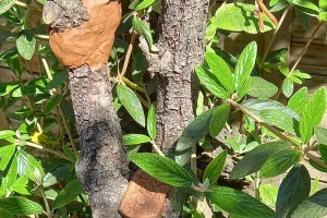 Les esprits de la forêt : confection de créatures en terre et éléments naturels