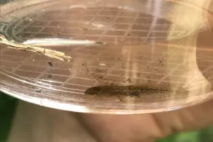 L’eau, disent-ils, c’est la vie !