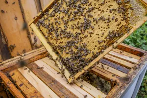 Le miel et les abeilles