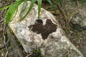 Balade ressourçante "Sur les traces du loup"