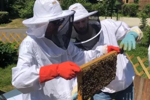 Découverte de l'apiculture à Lille
