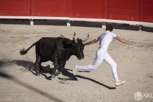 Course camarguaise