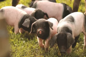 Visite guidée d'Oteiza "Du grain au festin"