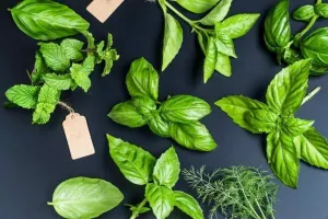 La Maison du jardinier et de la nature se déplace dans votre quartier