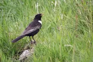 Oiseaux du Ballon d’Alsace