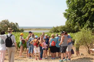BALADE VIGNERONNE