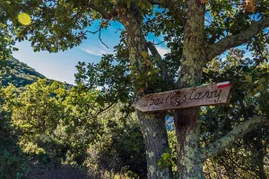 RANDO ACCOMPAGNEE : DE BAILLESTAVY A VALMANYA PAR DE BEAUX SENTIERS EN FORET