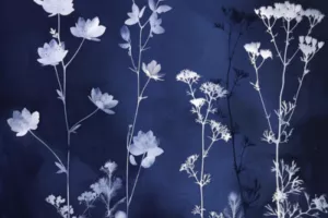 Atelier cyanotype