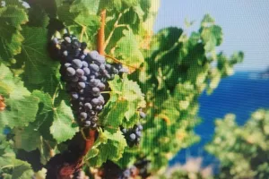 INSTANT VIGNERON AVEC DÉGUSTATION