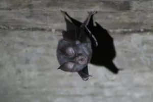 Soirée chauve-souris à Champdieu