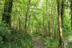 La Forêt du Perigord Noir: Balade commentée