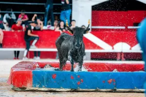 Toro piscine