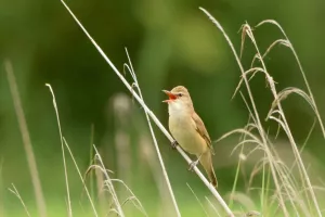 Les chants d'oiseaux des Barthes