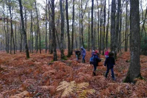 Initiation à la découverte des champignons