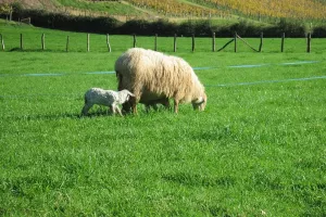 Visite de la ferme Tambourin