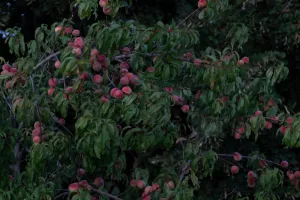 Exposition "Arianna Sanesi | Attraverso"