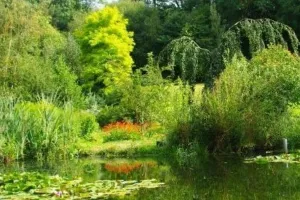 Visite du jardin "Le pré du moulin"