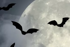 Nuit internationale de la chauve-souris