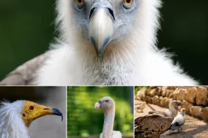 Journée internationale des vautours à Zoodyssée