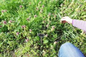 atelier plantes comestibles et médicinales