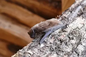 La tête en bas ! (Nuits de la chauve-souris)