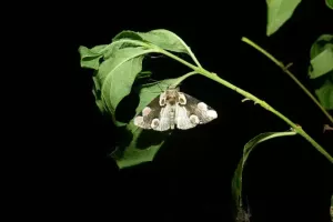 Papillons de nuit, une diversité insoupçonnée