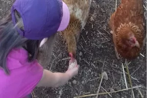 Une journée à la ferme