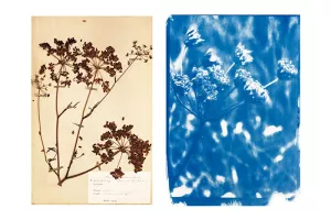 Exposition "Explorations d'un territoire" par Carole Renard