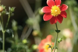 Visite du jardin des dahlias
