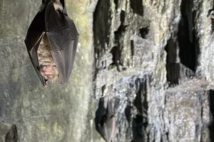 La nuit de la chauve-souris