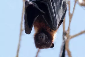 SOIRÉE AVEC LES CHAUVES SOURIS
