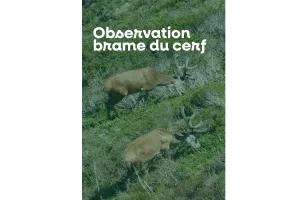 Sortie nature à l'écoute du brame du cerf