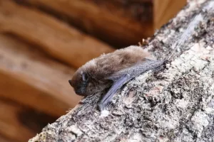 Fascinantes chauves-souris