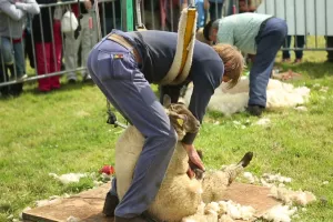 Foire aux moutons de Jobourg