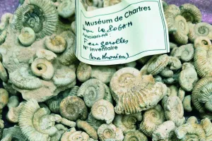 Jeudis de l'archéologie – Histoire du Muséum d’histoire naturelle de Chartres : les collections paléontologiques