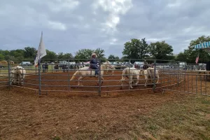 Concours de tri de bétail