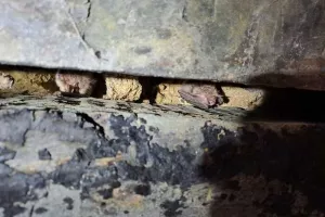Nuit de la Chauve-souris aux Renaudières