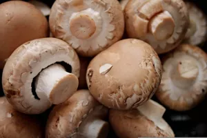 Permaculture et Champignonnière
