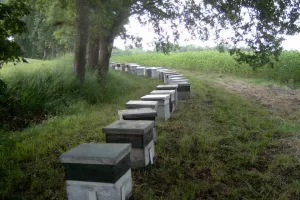 Visite du Rucher de Claron