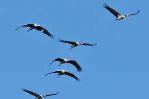 Grues cendrées