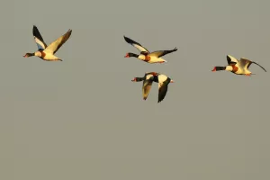 Balade à deux voix : déambulation poétique dans la Réserve ornithologique du Teich